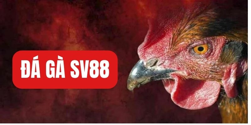 Hướng dẫn chi tiết đăng ký tham gia đá gà tại SV88
